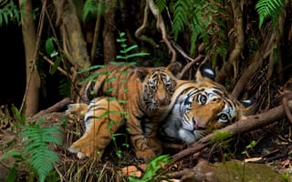 Картинка endangered animals, Nepal, wild bengal tigers