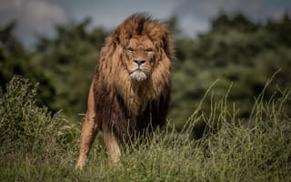 Картинка африка, лев