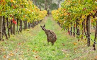 Картинка kangaroo, Barossa Valley, wildlife amongst the vines, Australia