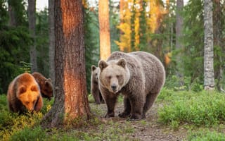 Картинка summer, european brown bears, Finland, Nature, travel, forest