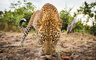 Картинка wildlife, leopard, West Africa