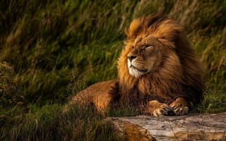 Обои lion, Yorkshire Wildlife Park, zoo, animal welfare