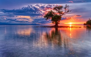 Картинка рассвет, море, индонезия, дерево