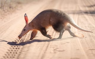 Картинка Aardvark, earthpig, little nocturnal animal, Kalahari