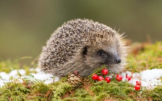 Картинка Wildlife, European hedgehog, red