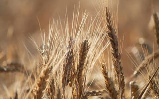 Картинка пшеница, поле, ости