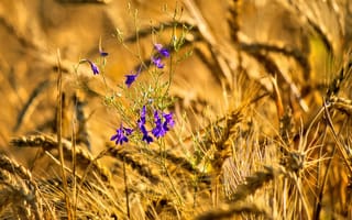Картинка цветок, колосья, пшеница