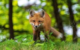 Картинка Acadia National Park, Animals, young red fox
