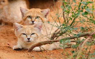 Картинка Al Ain Zoo, Arabian Sand Cats, Abu Dhabi