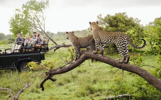 Картинка Big Cats, Africa, Kenya, Safari, wildlife, cheetahs