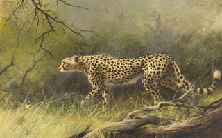 Картинка Harold Voigt, South African, Cheetah