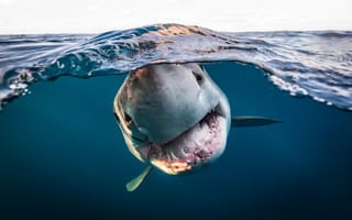 Картинка white shark, Neptune Islands, South Australia