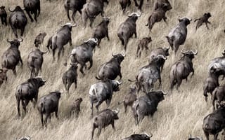 Картинка Okavango Delta, Botswana, herds of buffalo