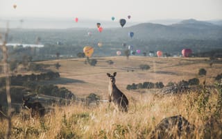 Картинка kangaroos, balloon spectacular, Australia, Mount Painter Nature Reserve, Mount Painter