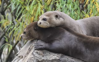 Картинка giant otters, Yorkshire Wildlife Park, romantic mood