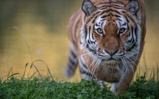 Картинка Тигр, Взгляд, Морда, Животные