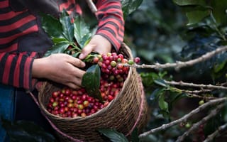 Картинка harvest arabica coffee, berries on branch, Organic Coffee