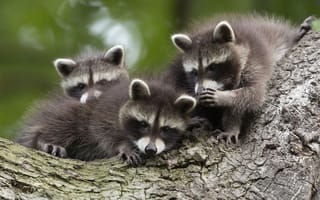 Картинка Raccoon Cubs, Chinese Whispers, Germany, Kassel