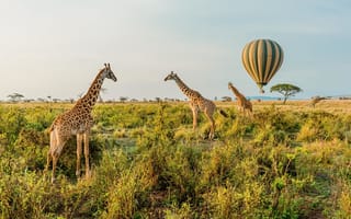 Картинка Balloon Safari, Serengeti National Park, hot air balloon, Tanzania