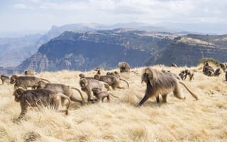 Картинка Africa, Simien Mountains National Park, Geladas, Ethiopia