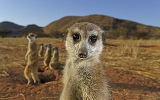 Картинка South Africa, Tswalu Kalahari Reserve, savannah, meerkats