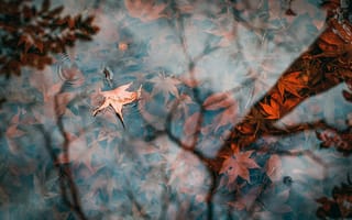 Картинка листья, осень, вода