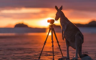 Картинка Australia, Myall Beach, kangaroo, Daintree National Park