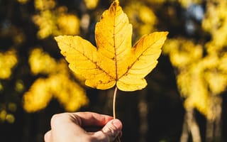 Картинка Nature, Autumn, yellow leaf