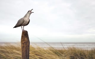 Картинка Seagull, Sand, Stake, Bird, Beach