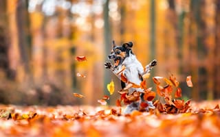 Картинка Pets, Jump, Autumn, Dog