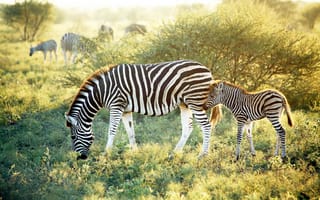 Картинка Madikwe Hills Private Game Lodge, African Safaris, wildlife, zebra