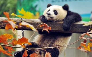 Картинка animal, Panda, bear, wood, zoo