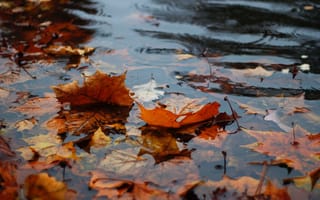 Картинка Autumn, leaves in the water, rain