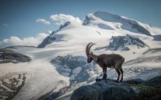 Картинка Alpine ibex, Pennine Alps, Switzerland