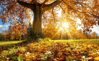 Картинка autumn, sun, nature, tree, leaves