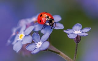 Картинка spring, nature, ladybird