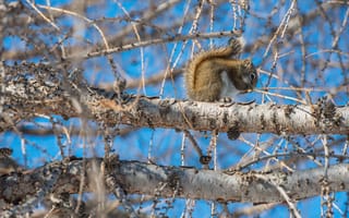 Картинка Wildlife, Squirrels, Winter