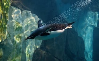 Картинка пингвин, съемка, подводная