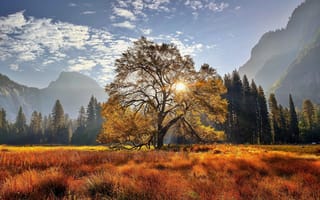 Картинка Yosemite National Park, California, mountains, trees