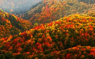 Картинка Autumn, Forest, Czech Republic, Bohemian Switzerland National Park