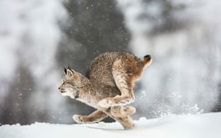 Картинка Wildlife, Canada, lynx
