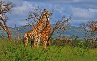 Картинка африка, жирафы