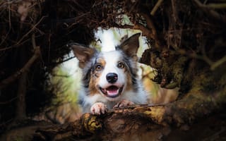 Картинка Animal, happy dog, Border Collie