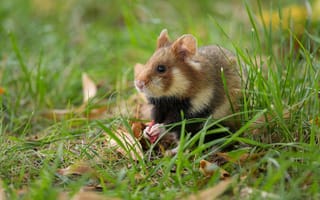 Картинка wildlife, European Field Hamster, Animals