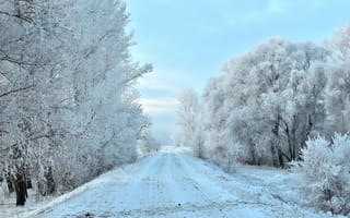 Картинка дорога, деревья, иней, снег