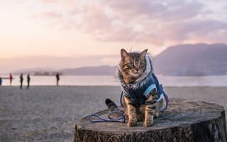 Картинка Travel with a cat, Pacific Ocean, Canada