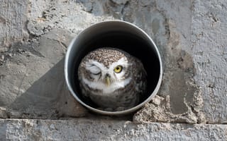 Картинка bird, spotted owl, India