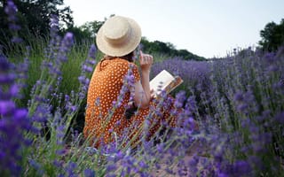 Картинка lavender field, France, flowers