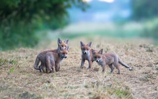 Картинка Luxembourg, fox children, wildlife