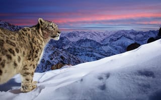 Картинка Snow Leopard, Ladakh mountain range, India